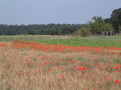 Mohnblumen