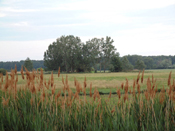 Schilf u. Wiesen