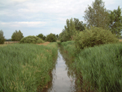 Wiesen u. Graeben