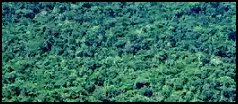 Amazzonia