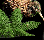 Kiwi