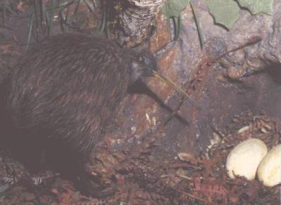 [ The New Zealand Kiwi and eggs ]