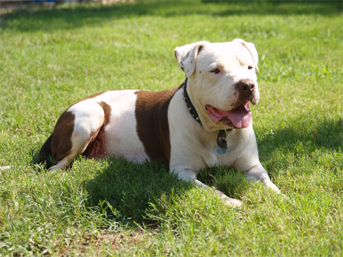 CLICK ON THIS PHOTO TO CHECK OUT DUKE