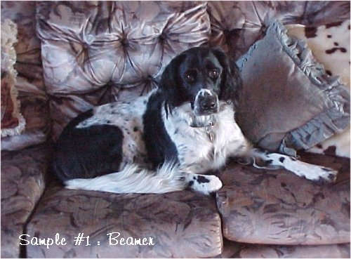 picture 1 - Beamer