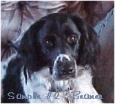 picture 2 - head study of Beamer