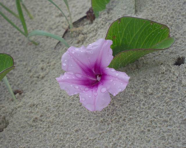 purple_flower.jpg