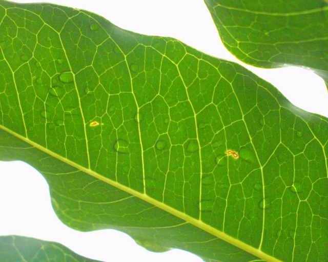 rain_through_leaf.jpg