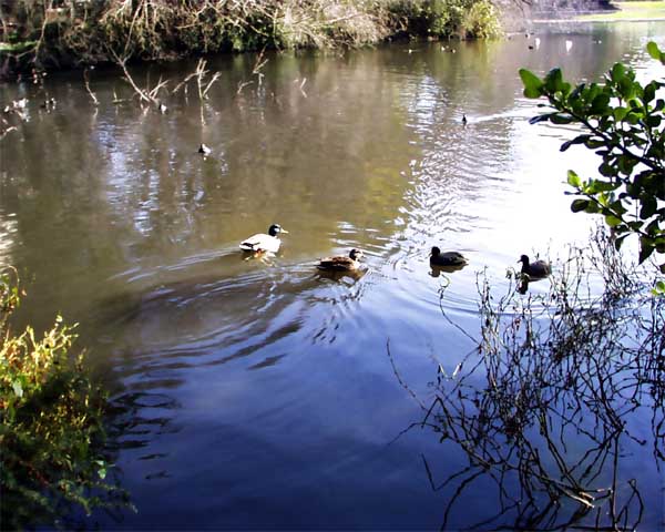 duck01