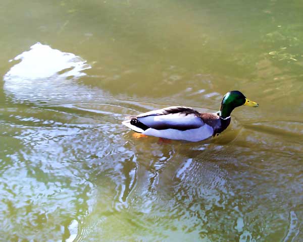 duck07