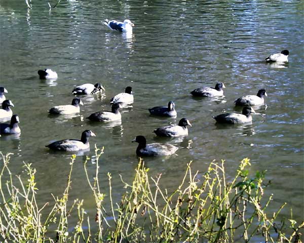 duck09