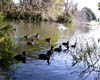 duck02