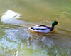 duck07