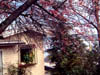 coit07