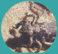 micro10.jpg (27157 bytes)