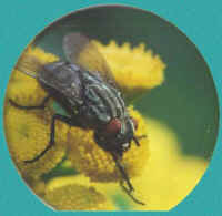 micro12.jpg (21085 bytes)