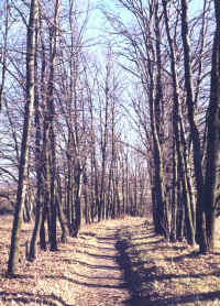scene17.jpg (81022 bytes)
