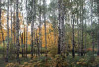 scene3.jpg (78698 bytes)