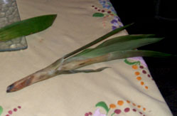 bromelia