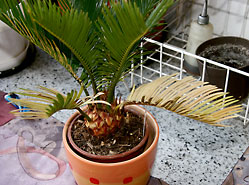 cycas