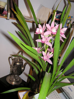 orchidea