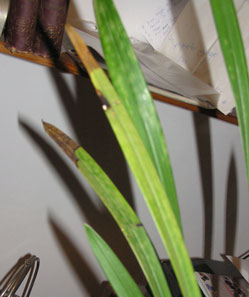 orchidea