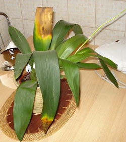 orchidea
