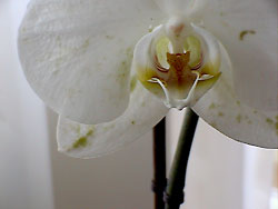 orchidea virág