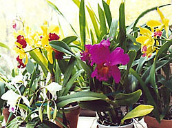 orchideák