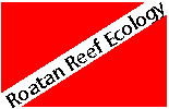 Roatan Reef Ecology