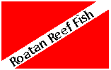 Roatan Reef Fish
