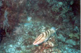 dive_06.jpg