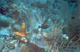 dive_16.jpg