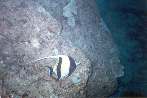 ScubaHawaii4.jpg
