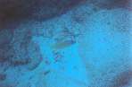 ScubaHawaii6.jpg