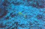 ScubaHawaii7.jpg