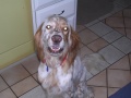 Here's Oscar!