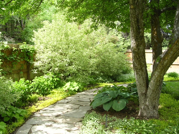 Back of yard