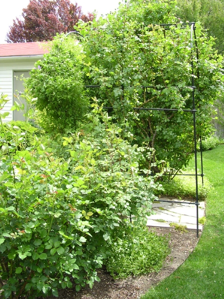 Rose bushes