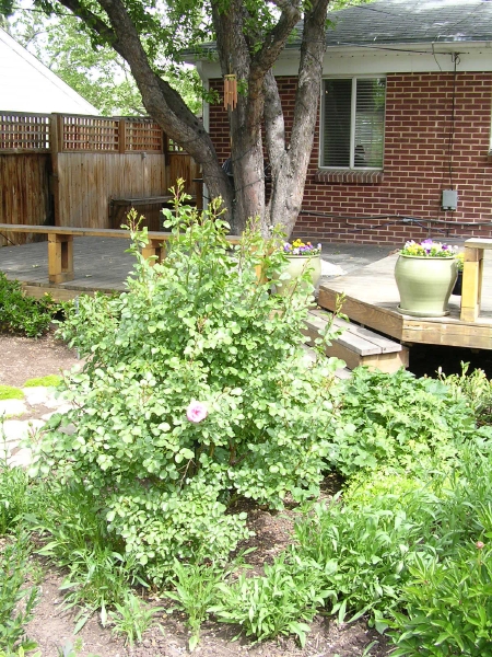 Rose Bush
