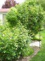 Rose bushes
