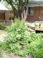 Rose Bush