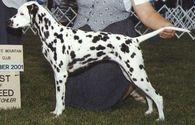 Haley