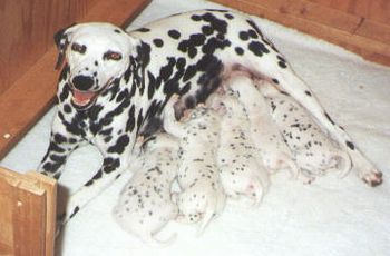 Tess & Pups