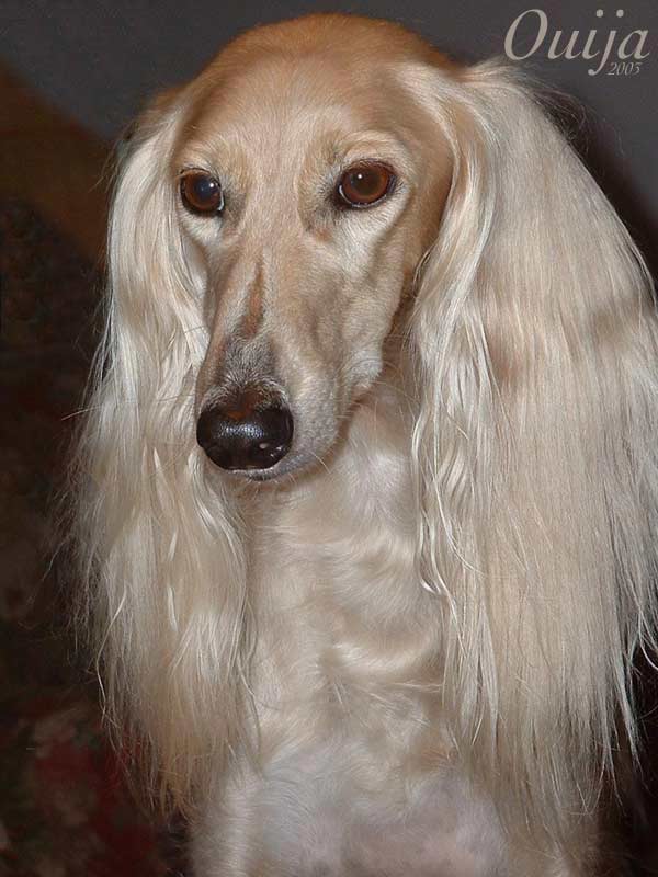 blonde saluki