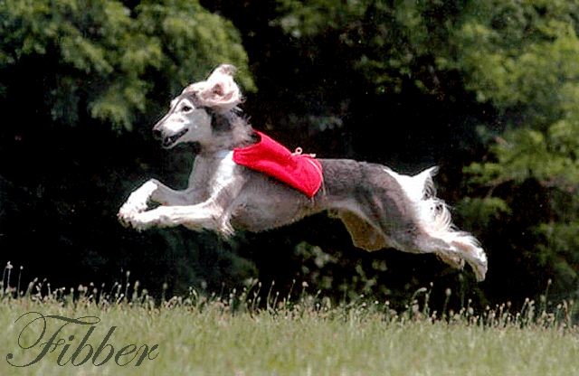 Fibber coursing in his bright red jacket Fibber coursing in his bright red jacket