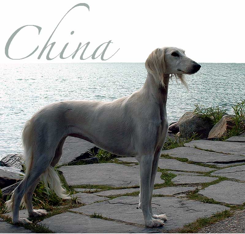 China at the Inn, 2004 China at the Inn, 2004
