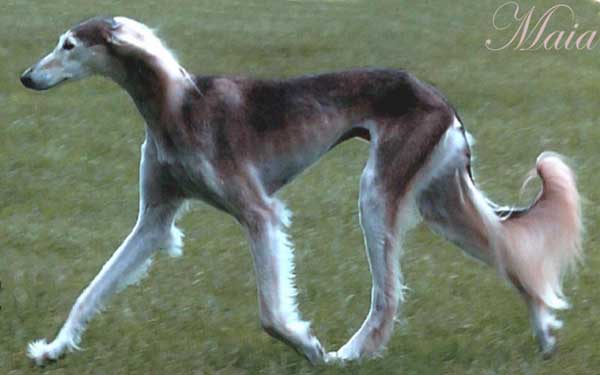 Maia on the move in Kentucky 2004