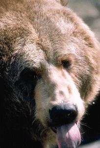 Grizzly Bear