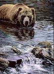 Grizzly in Stream