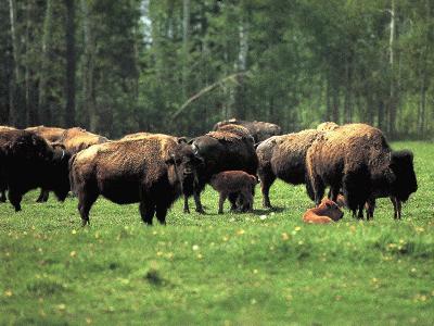Bison in Spring